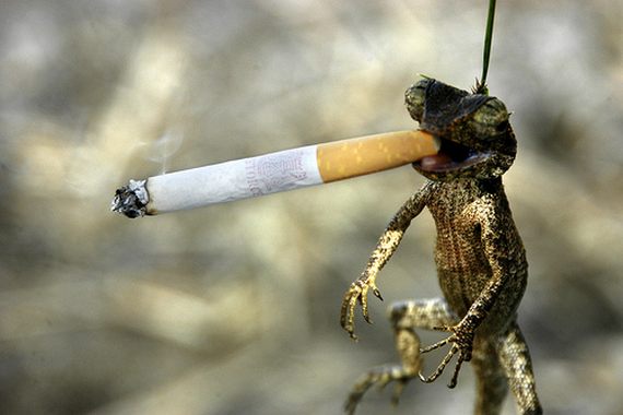 Funny Animals Smoking Best Photos And Wallpapers 2013