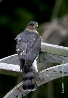 accipitridae en Argentina Esparvero chico Accipiter striatus