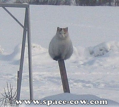 funny fat cat pictures. funny animals fat cat
