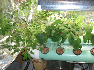 What Is Aquaponics