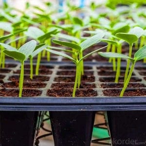 Greenhouse agronomy in Kenya