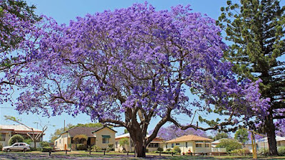 caroba-ou-jacaranda-para-que-serve