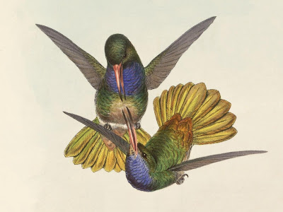 Chrysuronia eliciae - hummingbird illustration