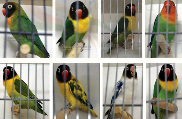 Catatan Burung  Standar penilaian beauty contest Komunitas 