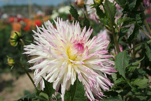 white tinged with pink cactus Dahlia flower