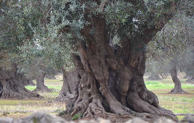 Olivo secolare maestoso Torre Burraco (Ta).picc