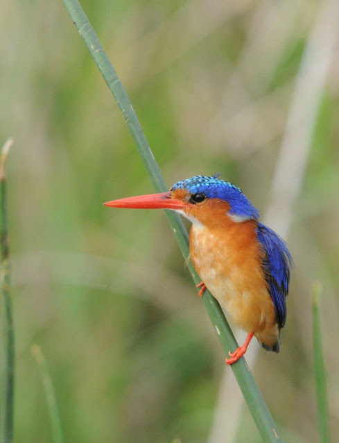 African Bird Photos