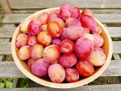 Harvest of plums picked from the tree