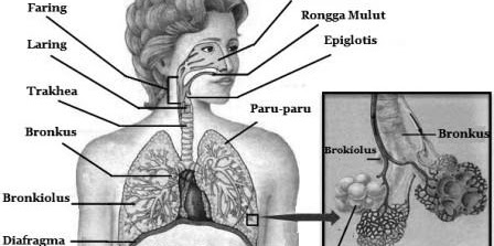 Organ Organ Pernapasan Manusia