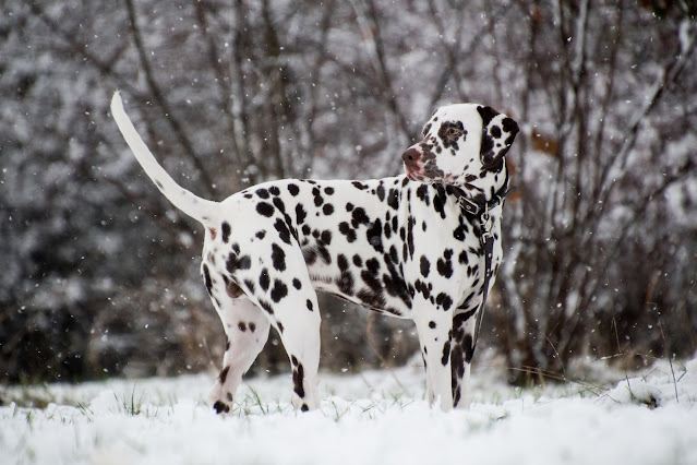 spotted-dog-breeds