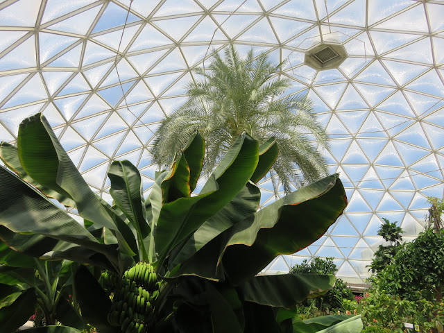 Living With The Land Banana Palm Tree Greenhouse Epcot Disney World