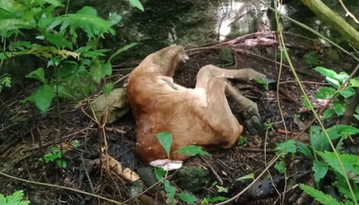 Bangkai sapi yang belum dihabiskan harimau. Foto: Istimewa.