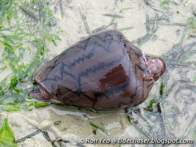 Noble Volute (Cymbiola nobilis)