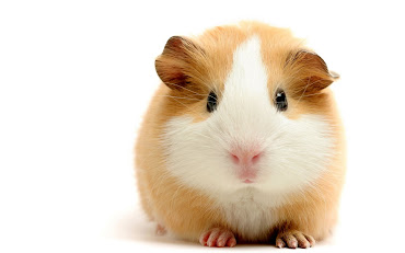 #10 Guinea Pigs Wallpaper