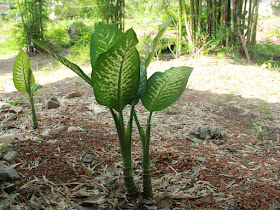 Dieffenbachia selvagge