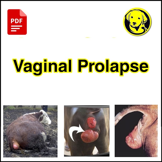 Free Download Vaginal Prolapse Full Pdf