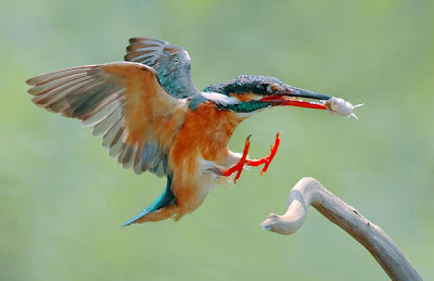 Pajarillos comiendo by Mario Testino (10 fotos de aves)