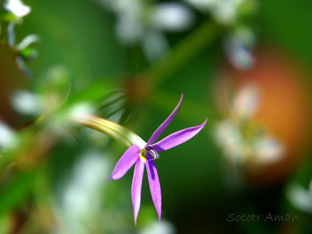 Isotoma axillaris