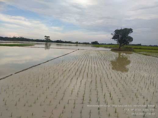 678,8 Hektare Lahan Pertanian Padi Sawah di Sumut Rusak Terkena Banjir 