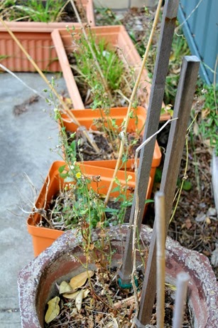 Garden 4