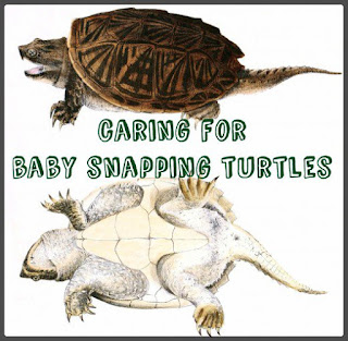 Cara Merawat Bayi/anakan Snapping Turtles