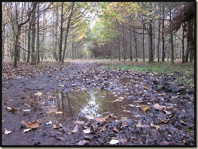 The Trans Pennine Trail running beside Carrington Moss