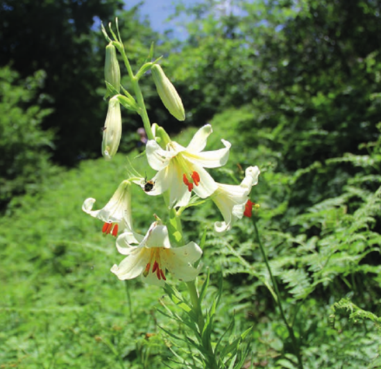 Лилия аккушская (Lilium akkusianum)