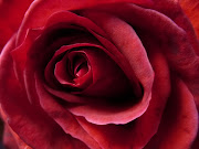 rosas rojas de amor (rosa roja)