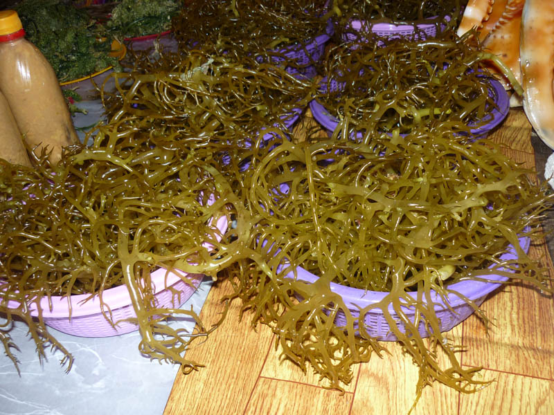 Pak Samat Seaweed Supplier Proses pengeringan
