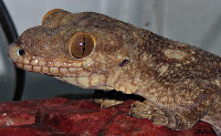 Gecko Esponjoso Gigante (Homopholis-boivini).