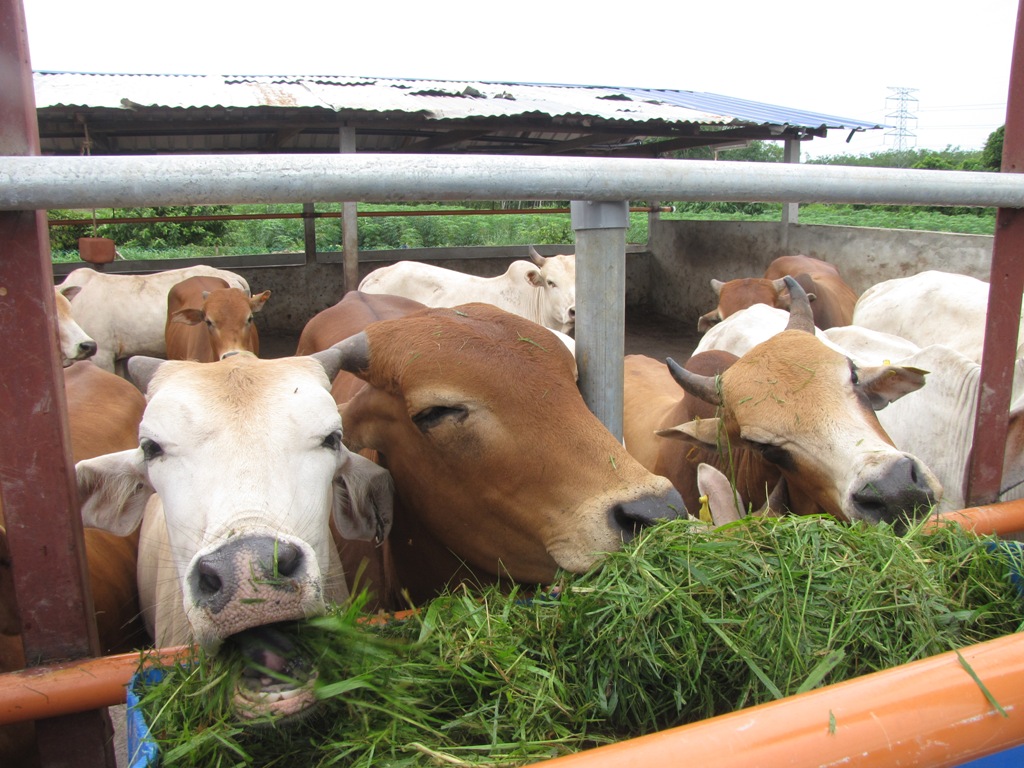 Image result for lembu brahman MAKAN