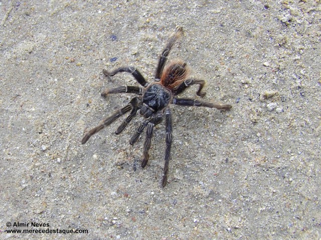 A foto em destaque: Aranha caranguejeira