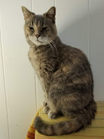 pastel tortie cat, eyes half closed, sits tall against white background