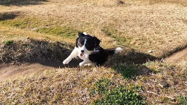 保護犬 ボーダーコリー トーマ