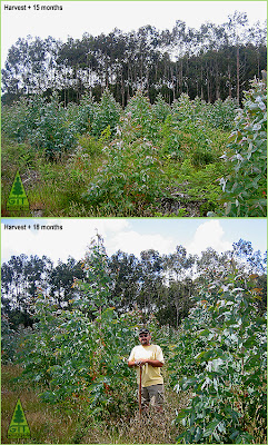 Eucalyptus nitens early growth post harvest in Galicia, Northwestern Spain / Crecimiento temprano tras cosecha en plantación de Eucalipto nitens, Galicia, España / GIT Forestry Consulting. Consultoría y Servicios de Ingeniería Agroforestal