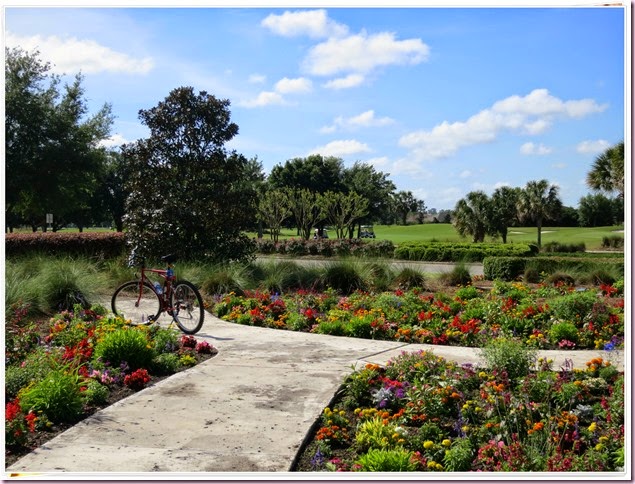 flowersbikeframeIMG_4133