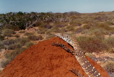 Perentie