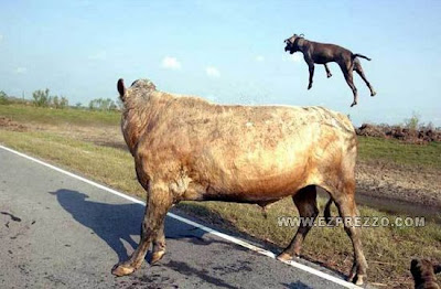 Anjing Dibanting Seekor Sapi Sampai Mati [ www.BlogApaAja.com ]