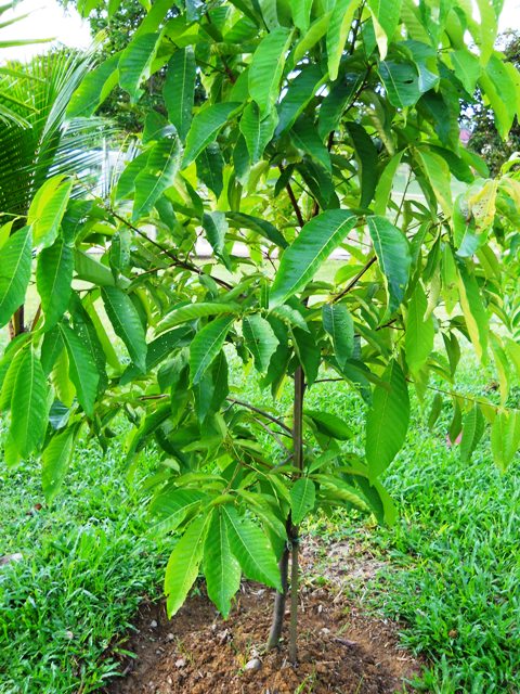 MPV LANDSKAP DAN NURSERI: TAMAN RAMUAN/TAMAN HERBA MARDI 