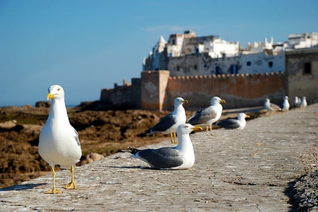 essaouira-morocco-tourism