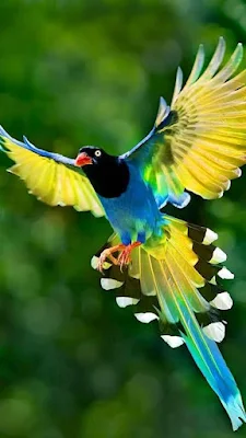 صور طيور جميلة بألوان غريبة