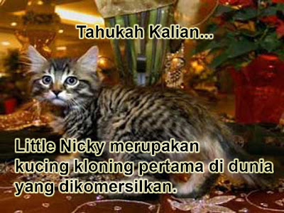 Little Nicky, kucing kloning pertama di dunia yang dikomersilkan