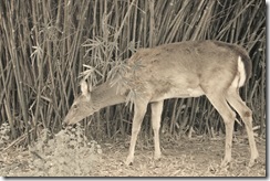 IMG_0429 copy