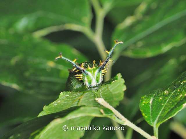 アカボシゴマダラ　幼虫