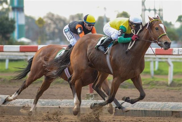 Caballo Placidity La Plata