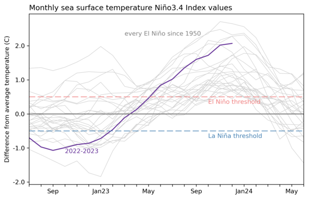 Histórico bienal da diferença média de temperatura na região Niño 3.4 do Pacífico Equatorial para todos os eventos de El Niño desde 1950 (linhas cinzas) e o evento atual (linha roxa) elaborada por Emily Becker do Blog ENSO com dados do NOAA Climate.gov do índice do CPC usando ERSSTv5.