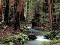 Forests HD Desktop Wallpaper