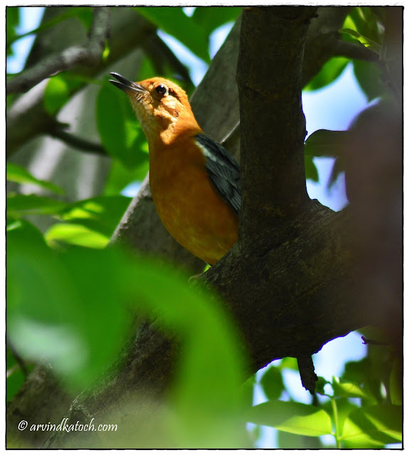 Orange-headed Thrush, singing