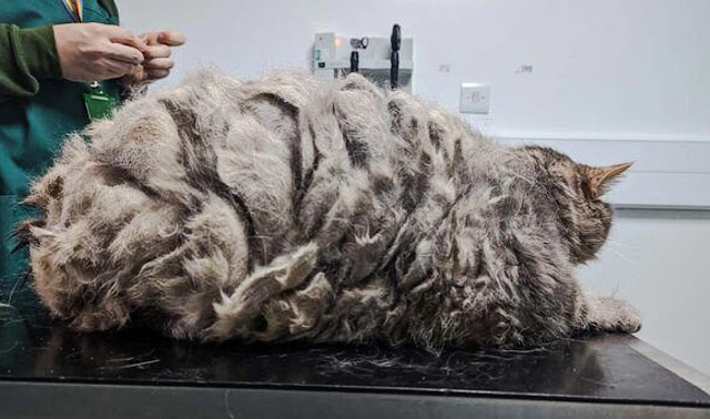Picture of a grossly obese and grossly matted abandoned cat is shocking