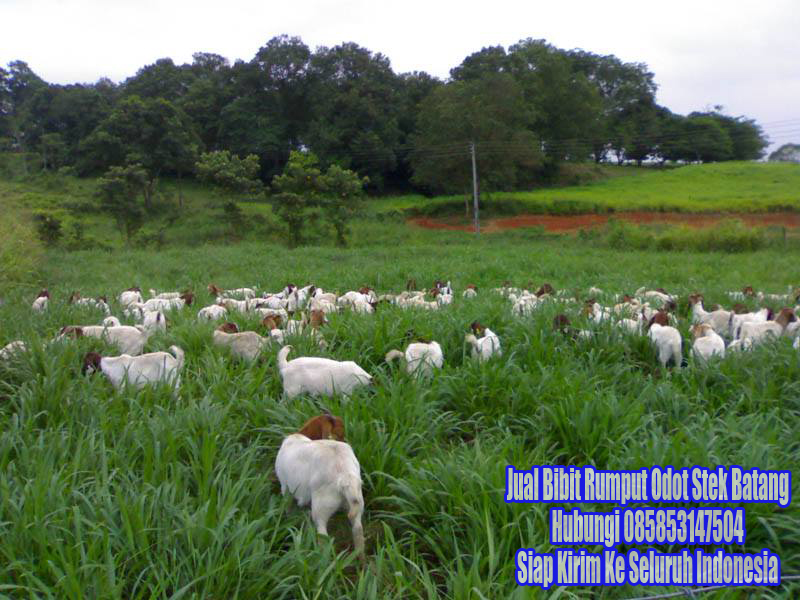 Jenis Rumput Pakan Ternak Yang Dapat Ditemukan Di Indonesia Budidaya Rumput Gajah Odot Ud Rumput Odot Nusantara